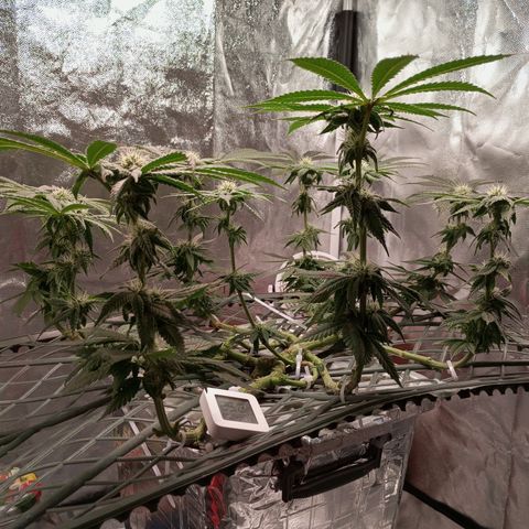 CRESCENDO RBX1 growlog timeline photo