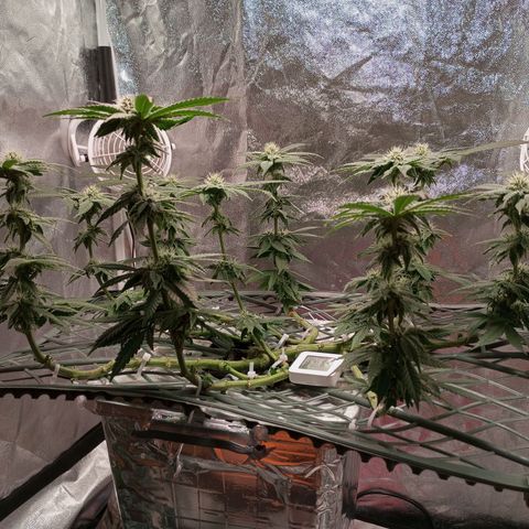 CRESCENDO RBX1 growlog timeline photo