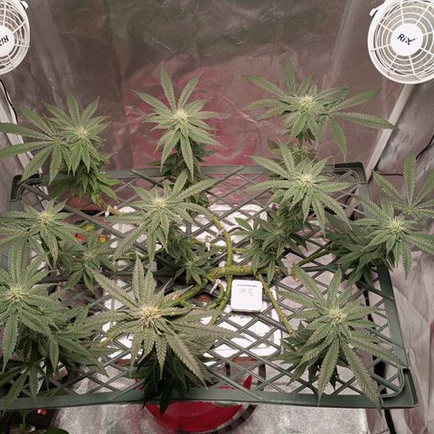 CRESCENDO RBX1 growlog timeline photo