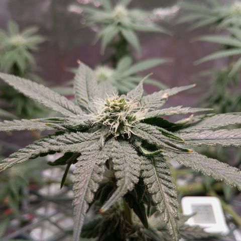 CRESCENDO RBX1 growlog timeline photo