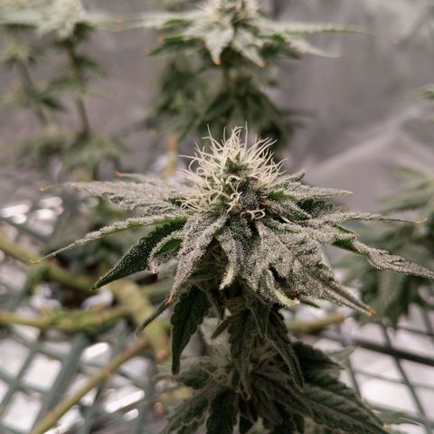 CRESCENDO RBX1 growlog timeline photo