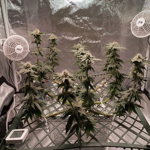 CRESCENDO RBX1 growlog timeline photo