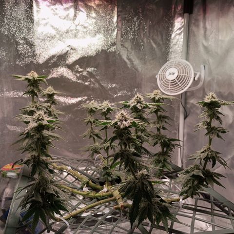 CRESCENDO RBX1 growlog timeline photo
