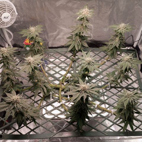 CRESCENDO RBX1 growlog timeline photo