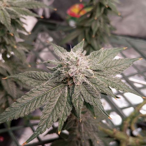 CRESCENDO RBX1 growlog timeline photo