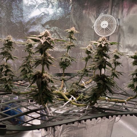 CRESCENDO RBX1 growlog timeline photo