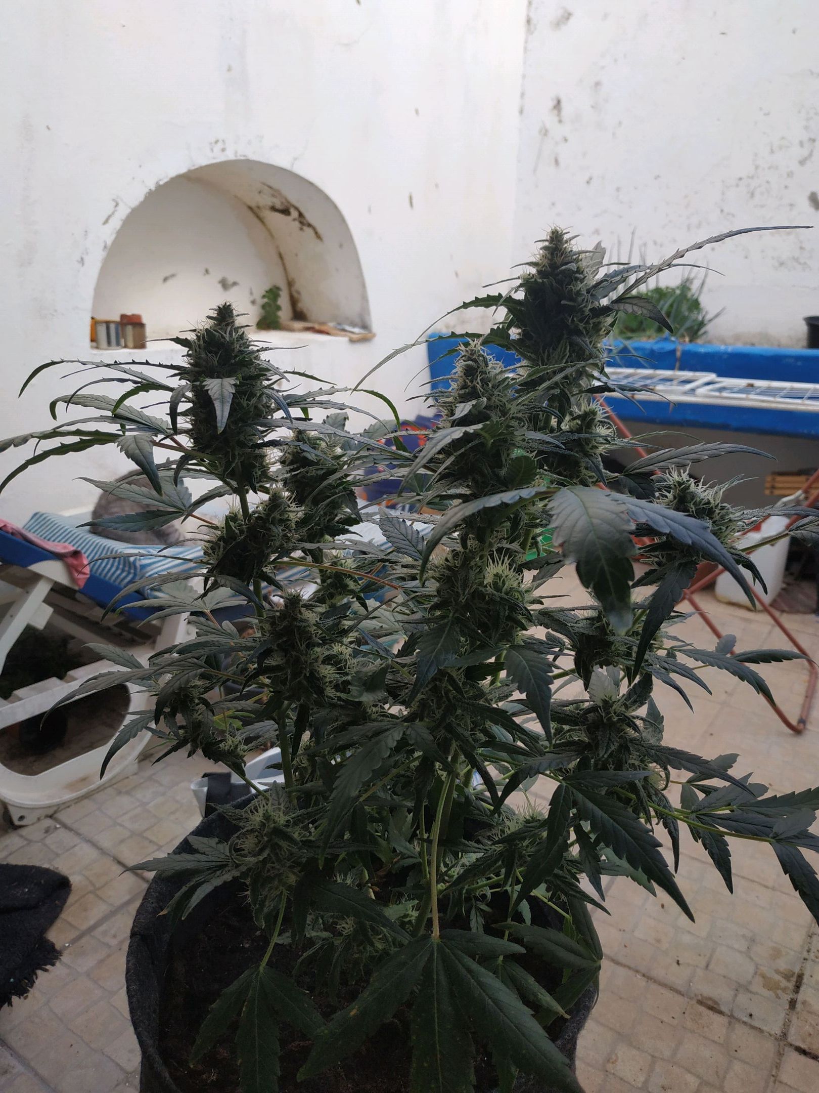 2nd One growlog header