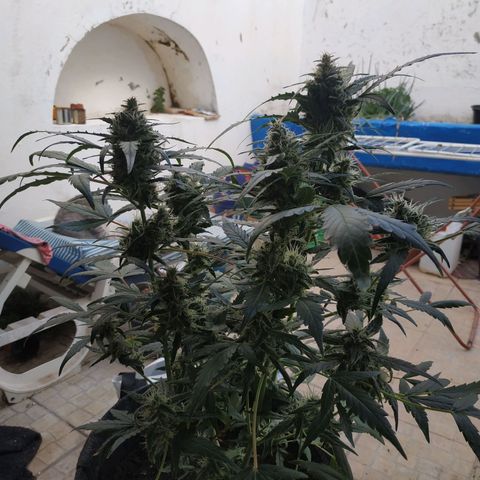 2nd One growlog photo