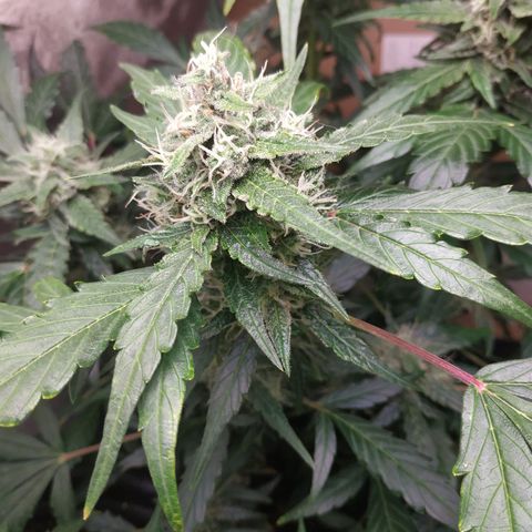 2nd One growlog photo