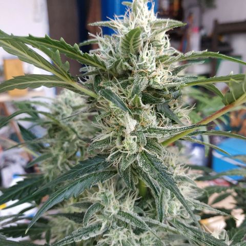 2nd One growlog photo