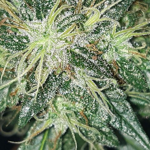 2nd One growlog photo