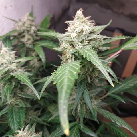 2nd One growlog photo