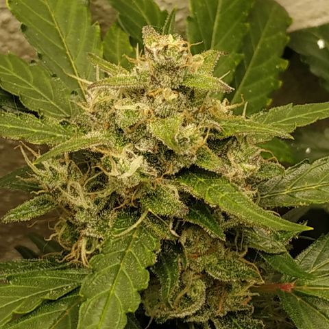 2nd One growlog timeline photo