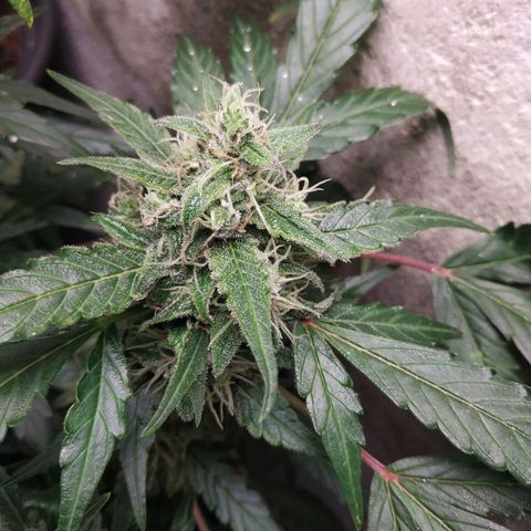 2nd One growlog timeline photo