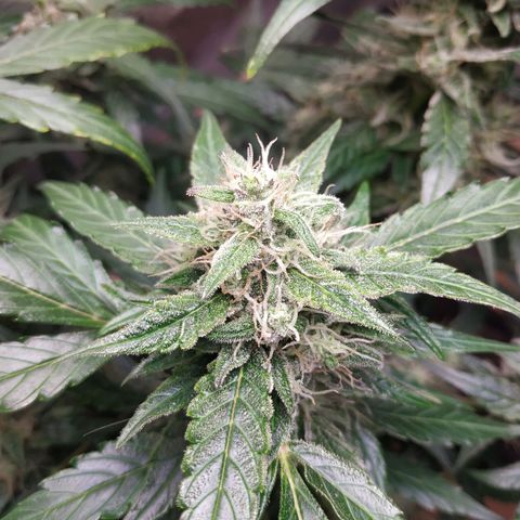 2nd One growlog timeline photo