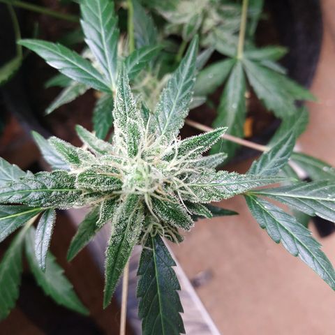 2nd One growlog timeline photo