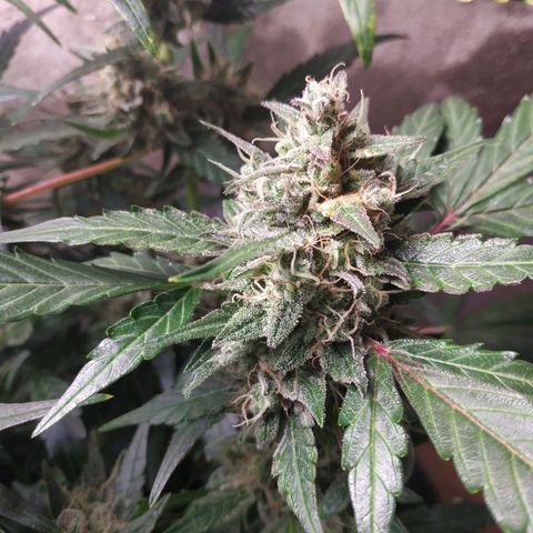 2nd One growlog timeline photo