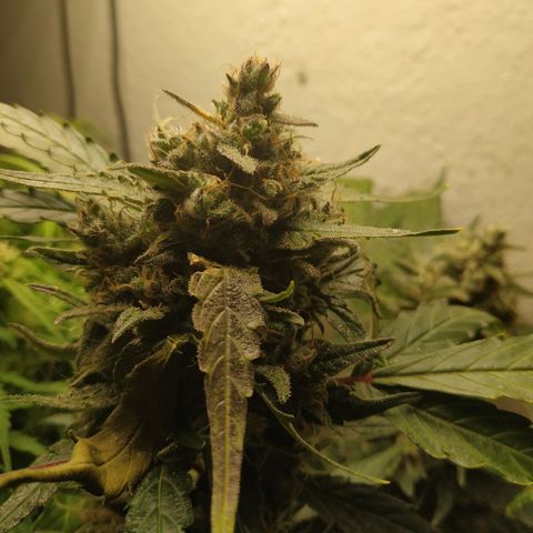 2nd One growlog timeline photo