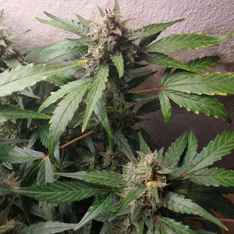 2nd One growlog timeline photo