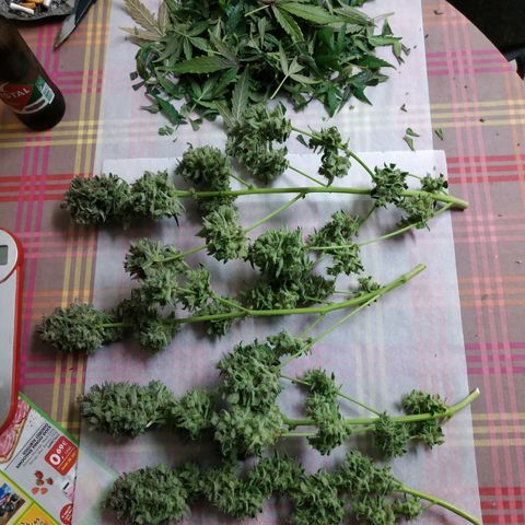2nd One growlog timeline photo