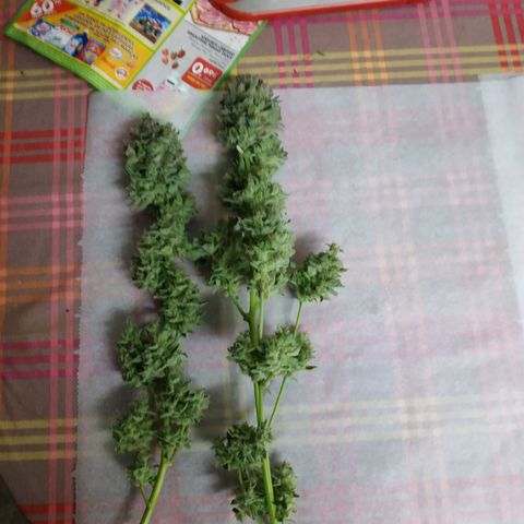 2nd One growlog timeline photo