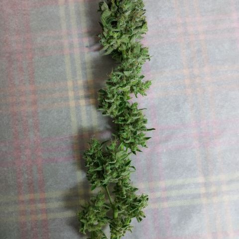 2nd One growlog timeline photo