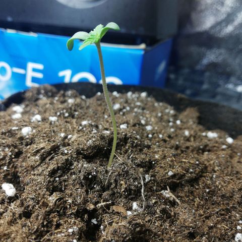 Gorilla glue auto growlog timeline photo