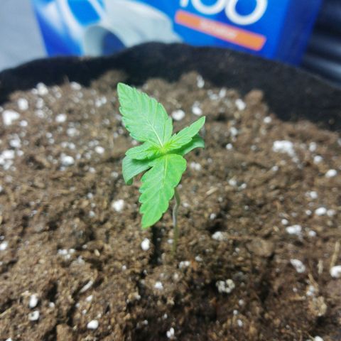 Gorilla glue auto growlog timeline photo