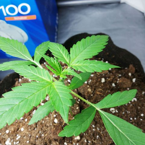 Gorilla glue auto growlog timeline photo