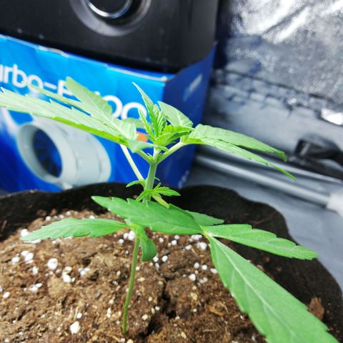 Gorilla glue auto growlog timeline photo