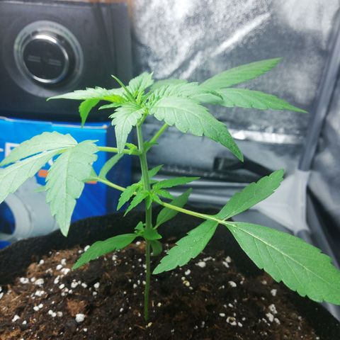 Gorilla glue auto growlog timeline photo