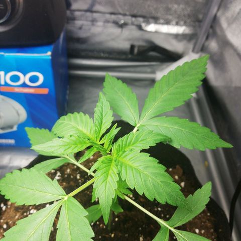 Gorilla glue auto growlog timeline photo