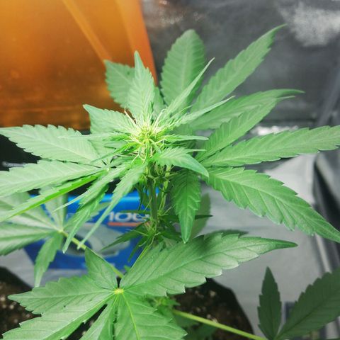 Gorilla glue auto growlog timeline photo