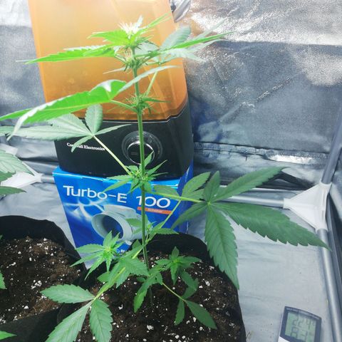 Gorilla glue auto growlog timeline photo