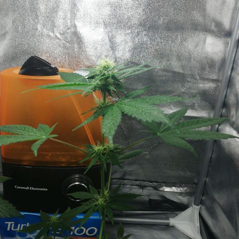 Gorilla glue auto growlog timeline photo