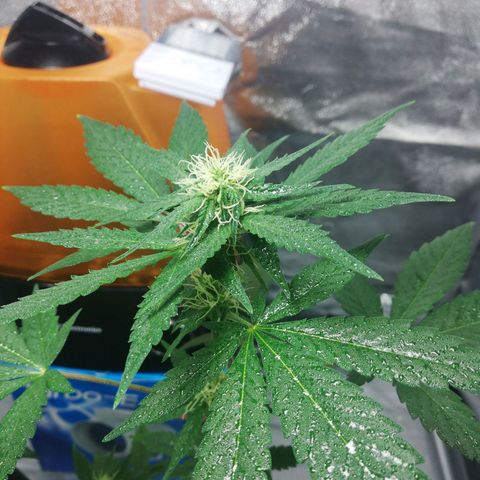 Gorilla glue auto growlog timeline photo