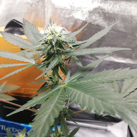 Gorilla glue auto growlog timeline photo