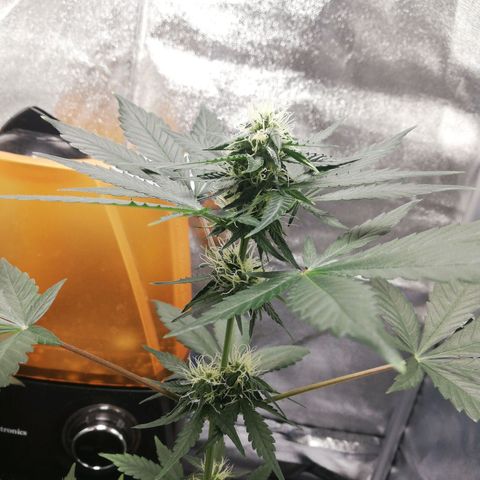 Gorilla glue auto growlog timeline photo