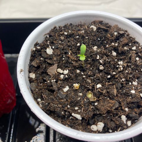 Unknown strain growlog timeline photo