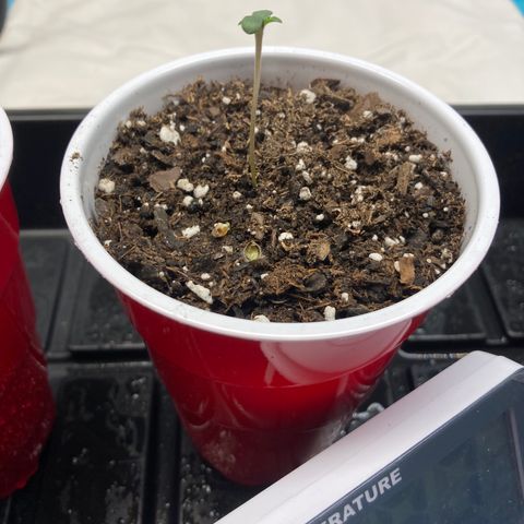 Unknown strain growlog timeline photo