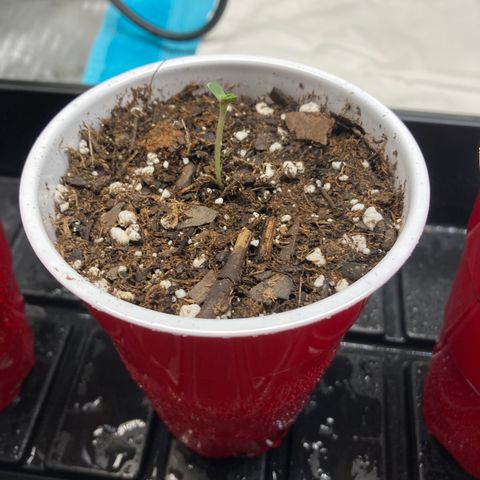 Unknown strain growlog timeline photo