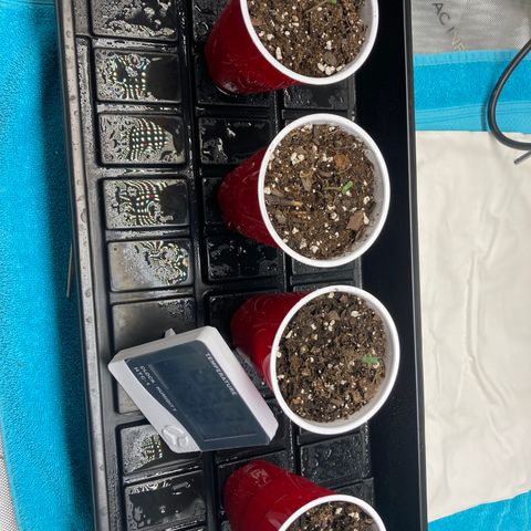 Unknown strain growlog timeline photo