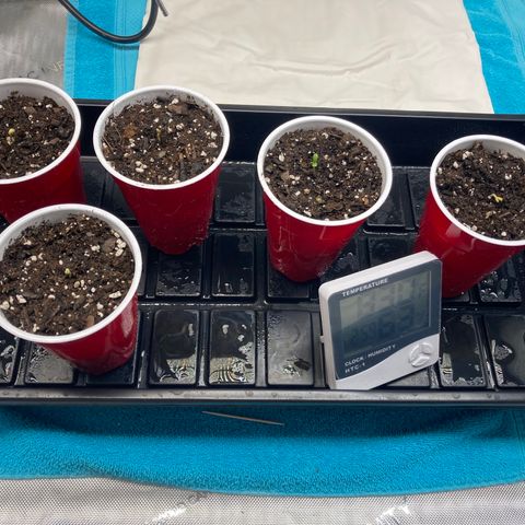 Unknown strain growlog timeline photo