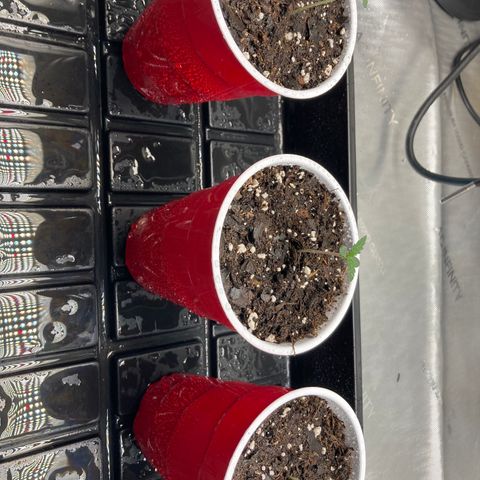 Unknown strain growlog timeline photo