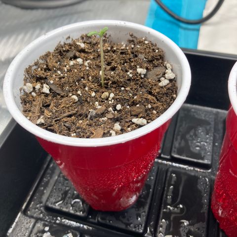 Unknown strain growlog timeline photo