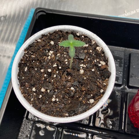 Unknown strain growlog timeline photo
