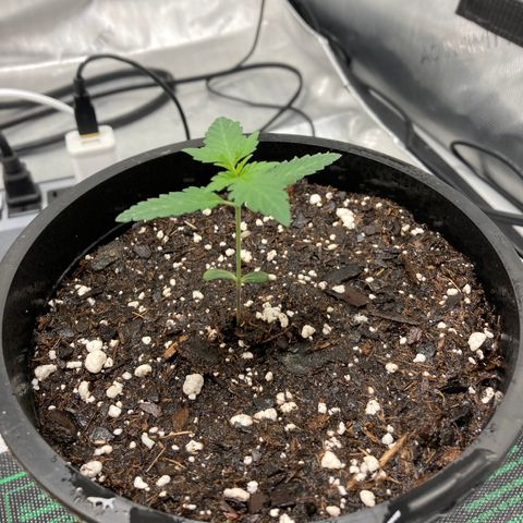 Unknown strain growlog timeline photo