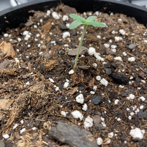 Unknown strain growlog timeline photo