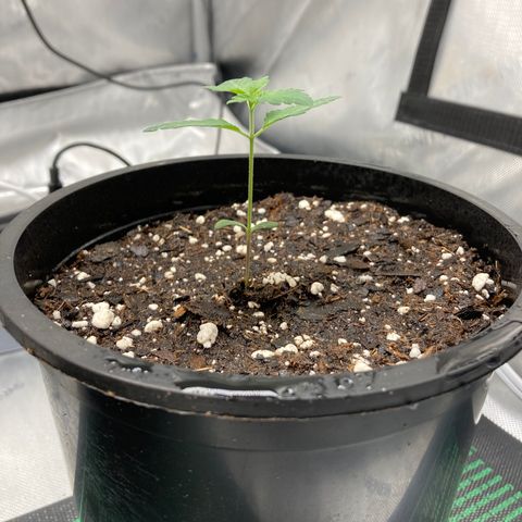 Unknown strain growlog timeline photo