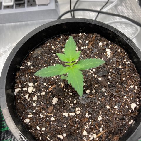 Unknown strain growlog timeline photo